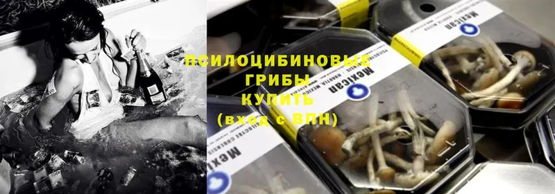 Псилоцибиновые грибы GOLDEN TEACHER  darknet как зайти  Александров  наркота  OMG ССЫЛКА 